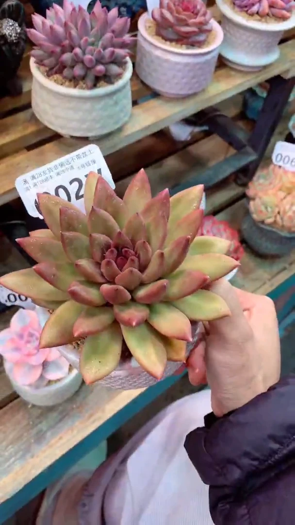 002V 迷雾泡泡 (一物一拍实付满28发货，默认不带盆土）