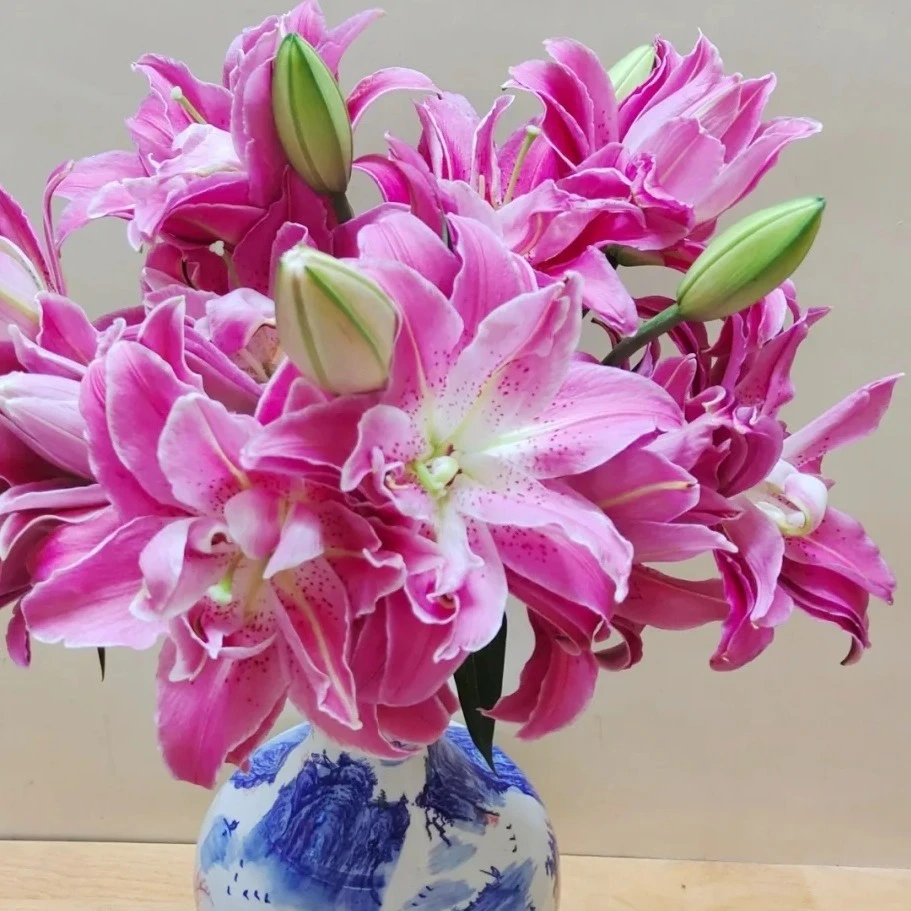 【思芹花卉|紫莲花多头百合】玫红色莲花形百合云南鲜花顺丰冷链