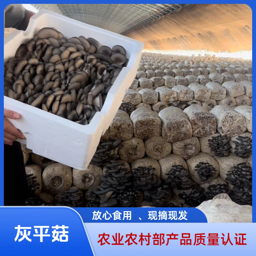 灰平菇/ 农业部产品质量认证/ 中国绿色食品理事单位/ 放心食用