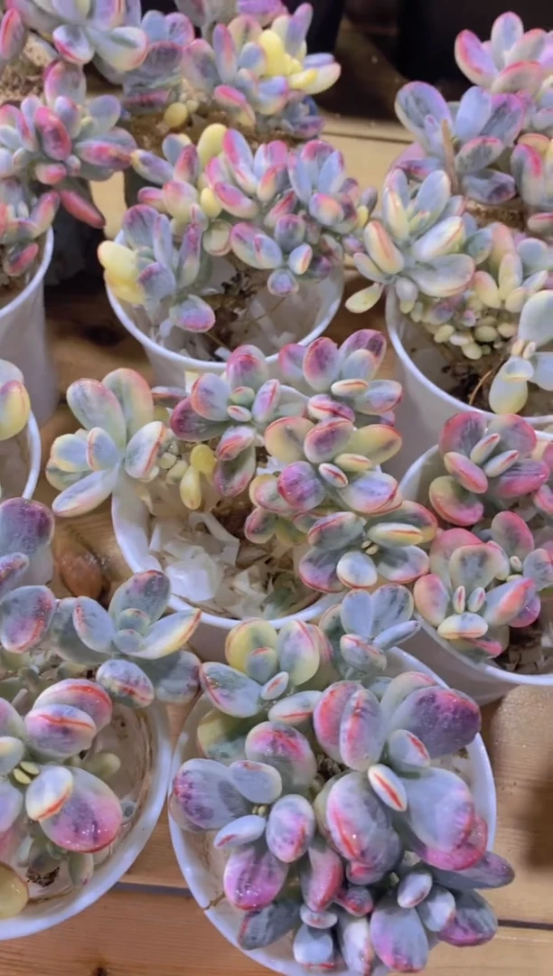 A355-乒乓福娘锦群生脱土发（量拍）