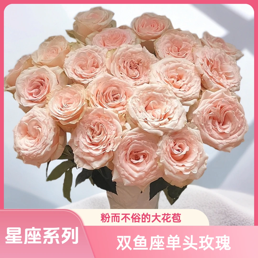 【AAA稀有双鱼座单头玫瑰】肉粉色的大花苞，但粉得不俗气！花苞易开