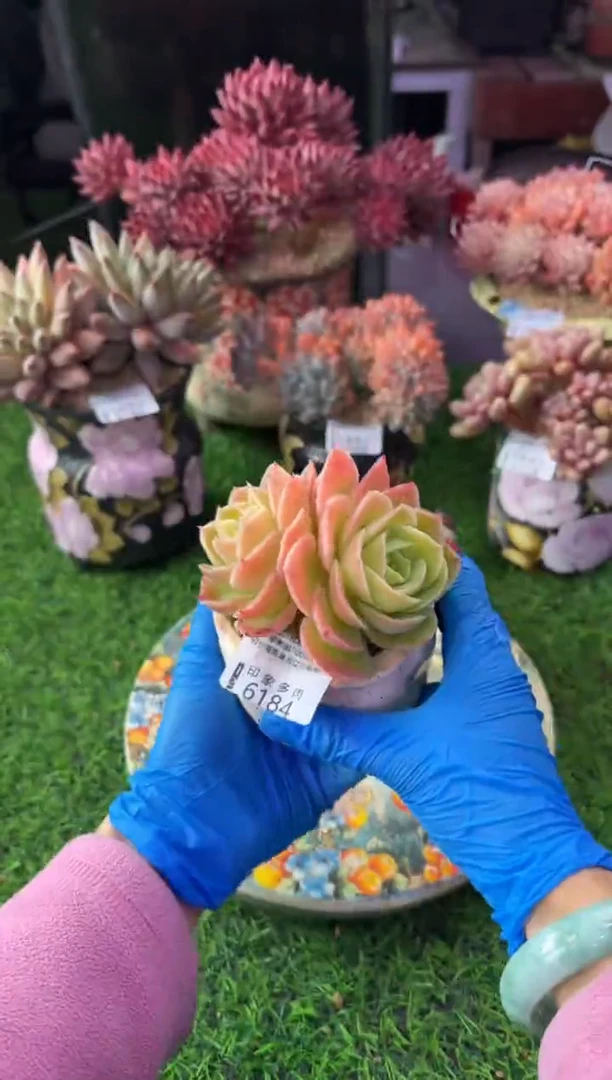 昆明印象多肉6184