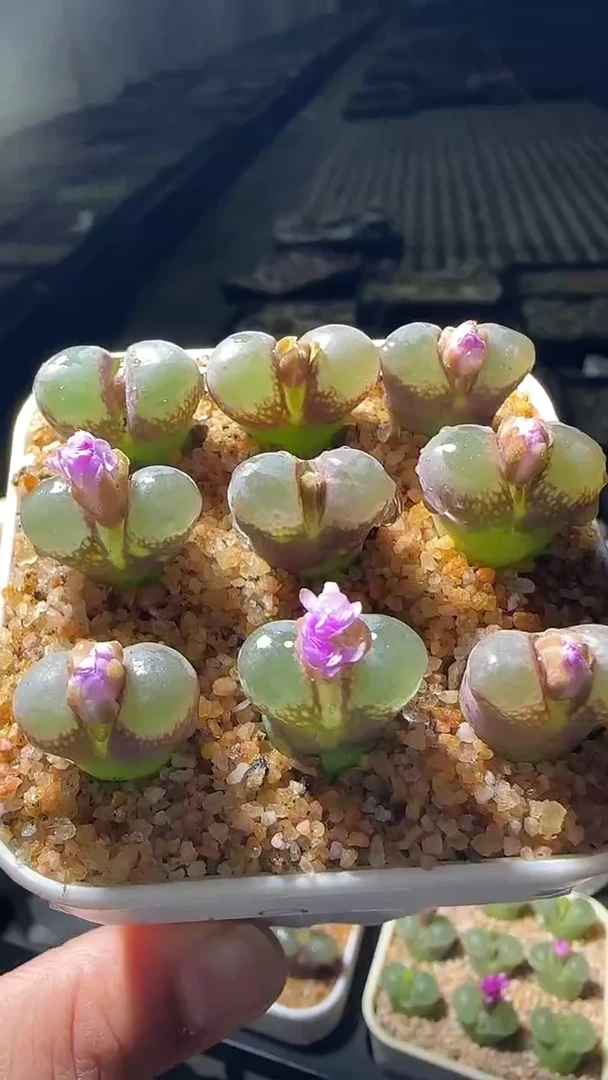 【天津专场】19多肉植物肉锥一颗