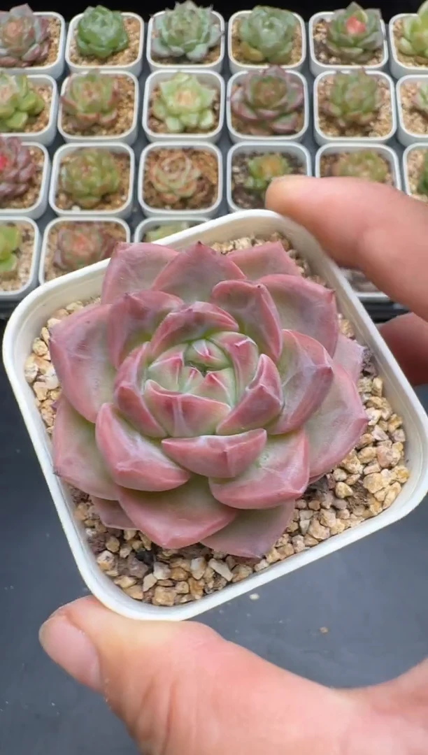 187G云禹多肉植物 脱土纸巾打包 3颗包邮