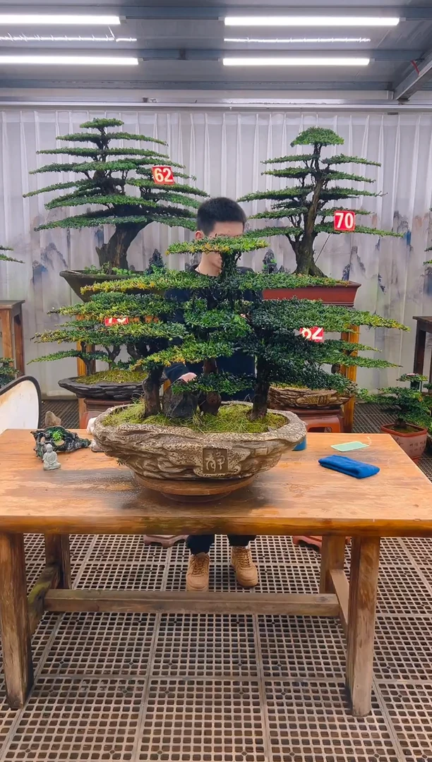 无花朵刘*精品盆景直播间一物一拍