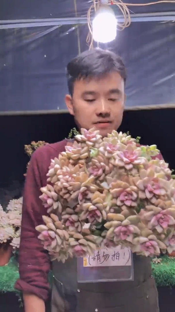 289淡雪缀化一物一拍（微瑕