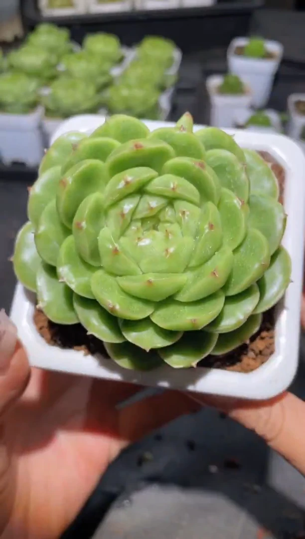 370翡冷翠一物一拍