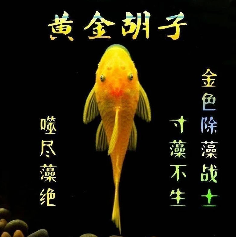 [小型热带观赏鱼]胡子鱼红眼蓝眼异形胡子工具鱼清洁鱼缸除藻必备