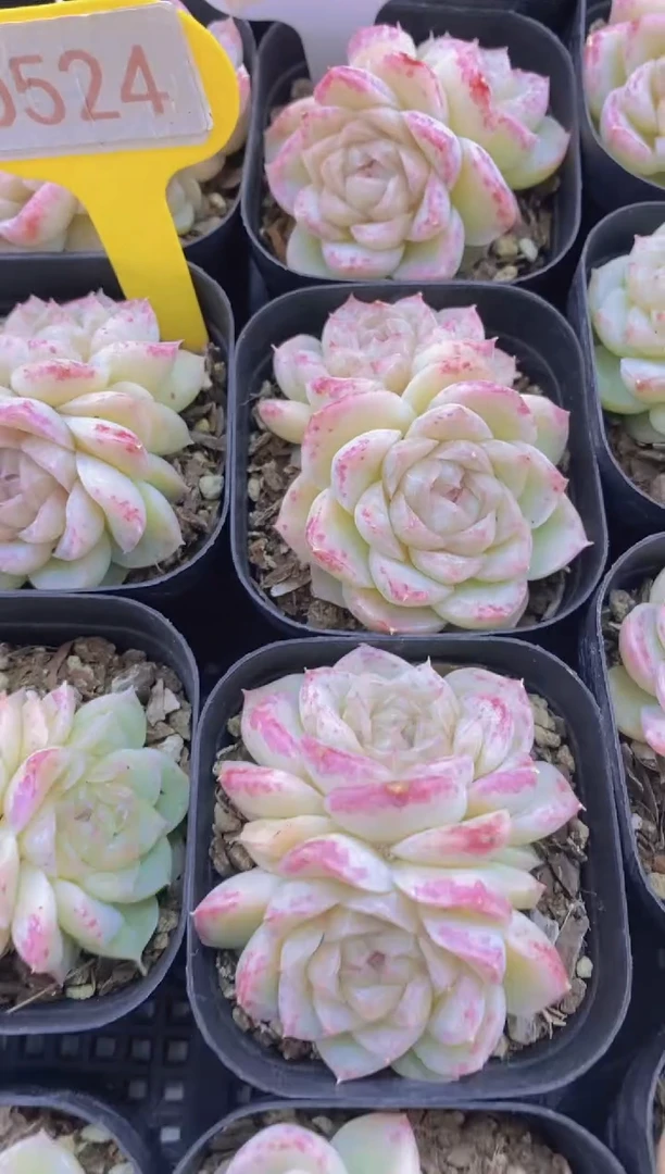 【闪购商品】D524-双头月影莎