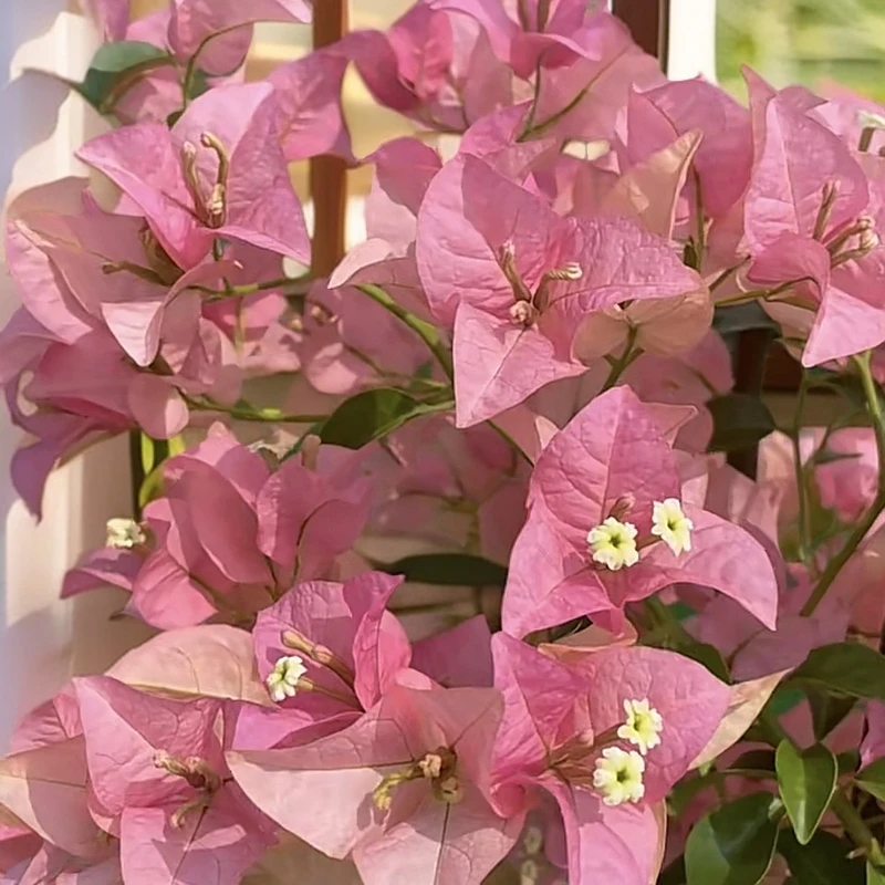 卡亚塔 (一物一拍)收到一个月才可换盆运输落花落叶小折枝不售后