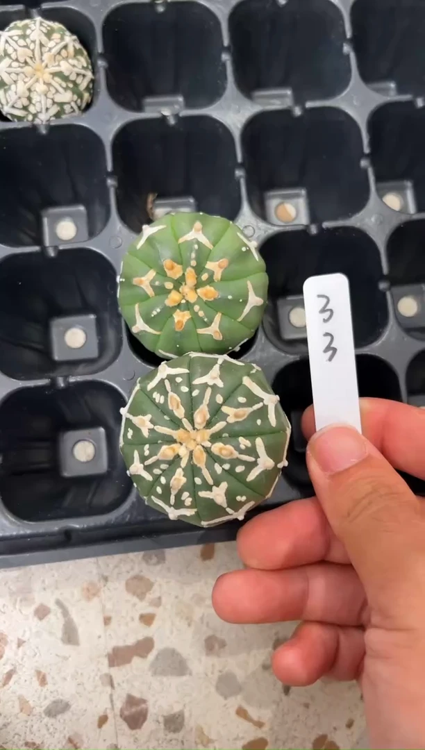 非****7实生根星兜仙人球两颗编码33