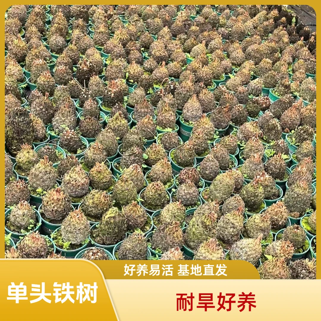 【直播间】光头大单头铁树盆栽