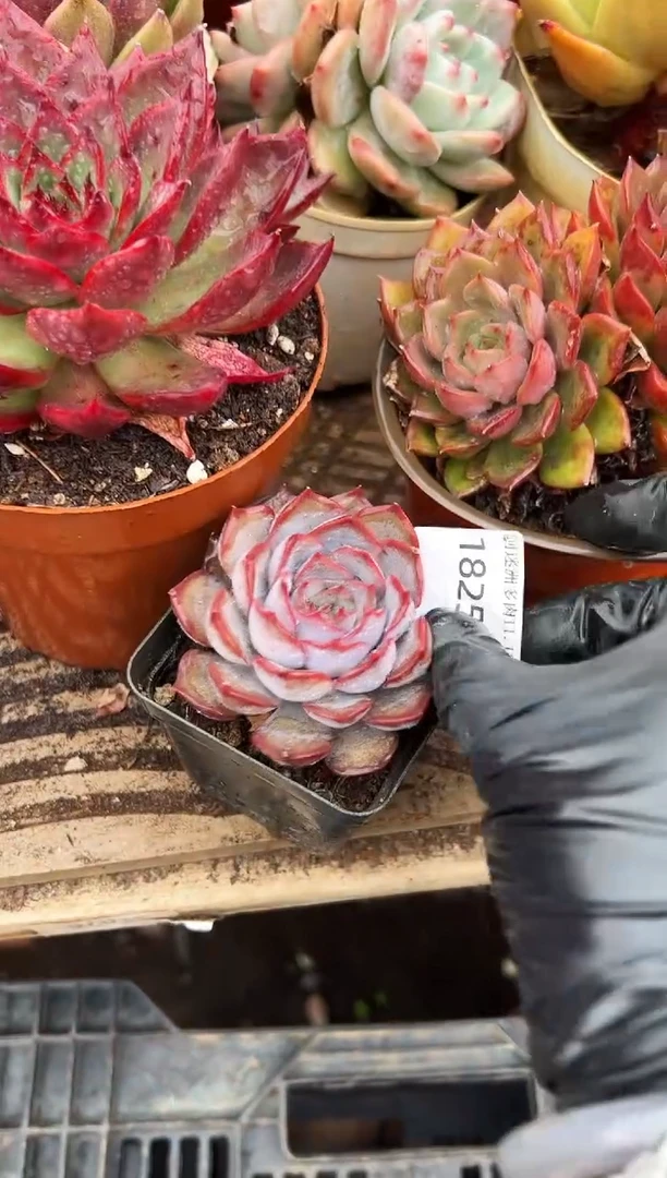 ?**?多肉植物一物一拍18254