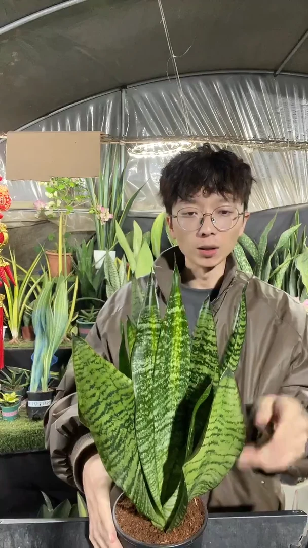 银麦带盆土25.8.