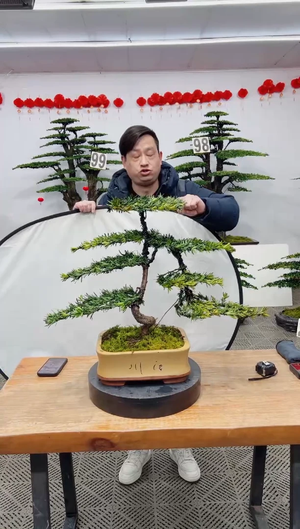 【闪购商品】盆景盆景