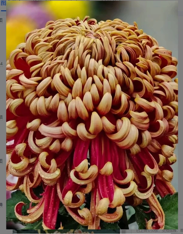 九月大菊（燕山秋韵)带花苞发货