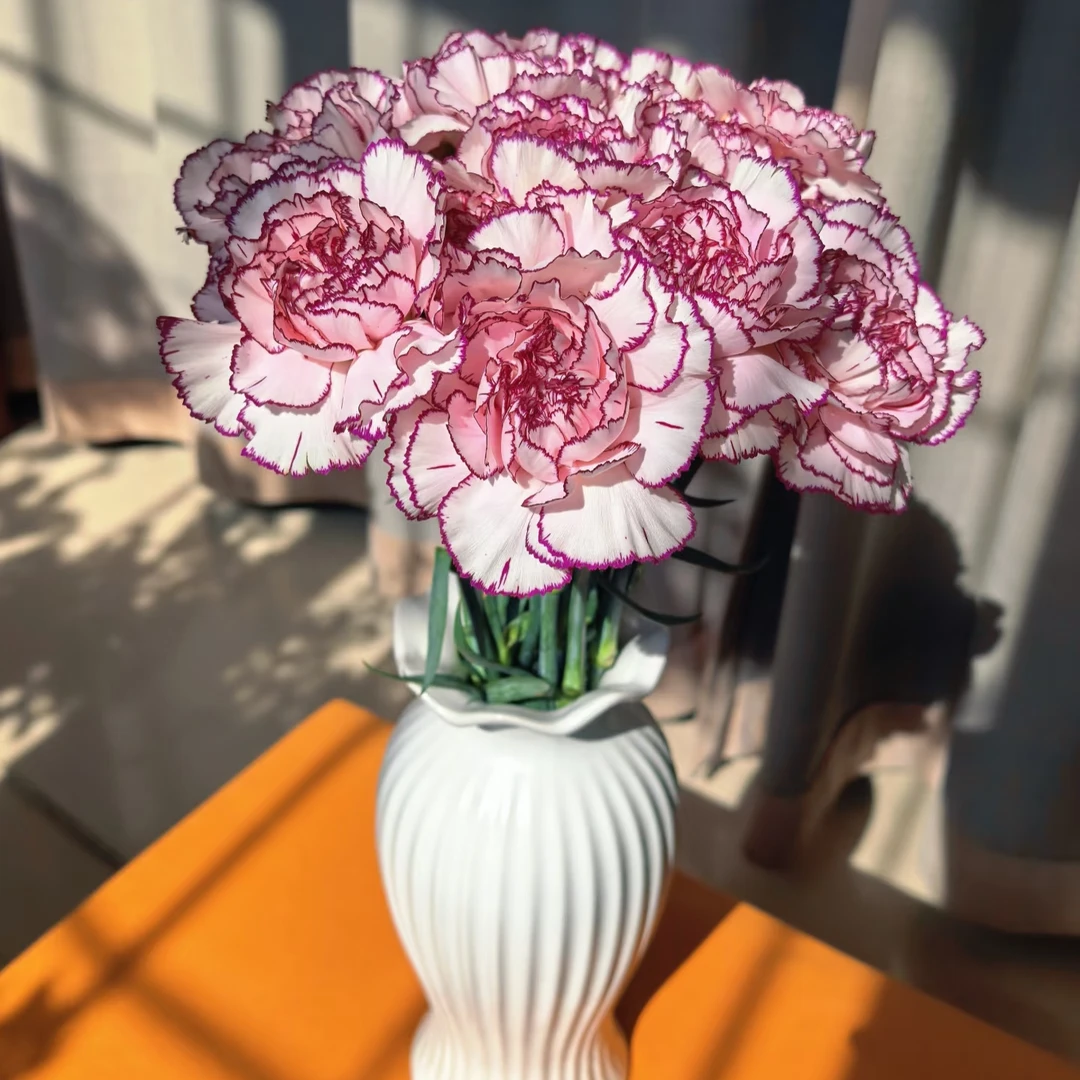 云南鲜花直发【紫精灵康乃馨】紫气东来包邮