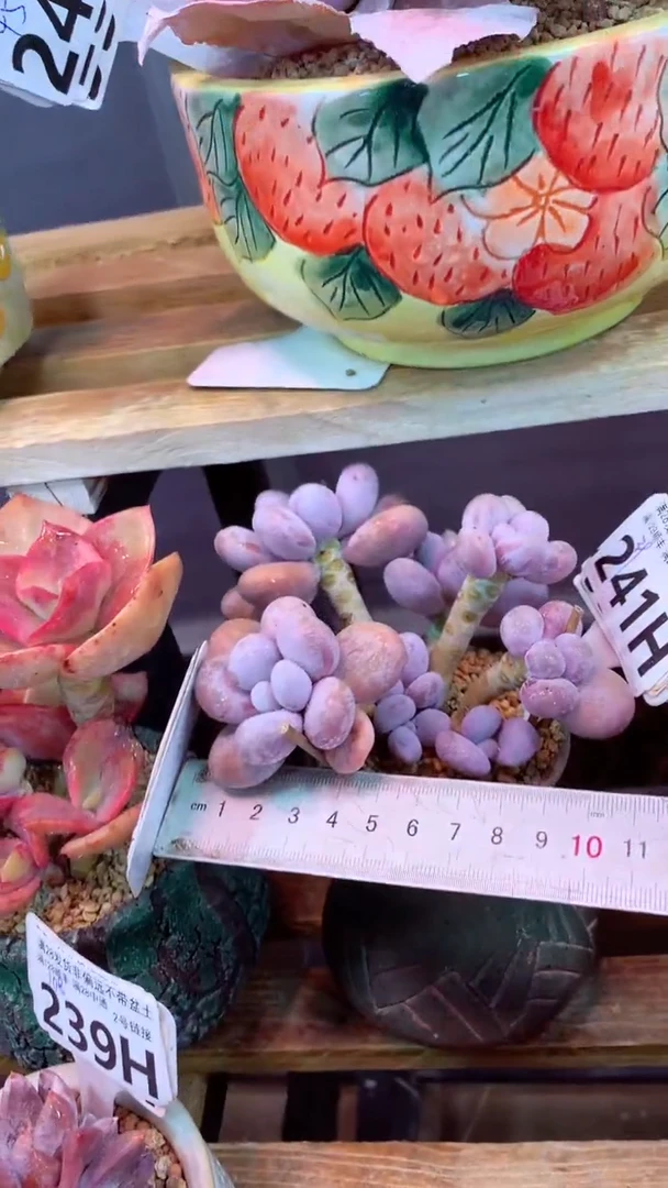 241H （一物一拍 所见即所得 满28包邮非偏远）