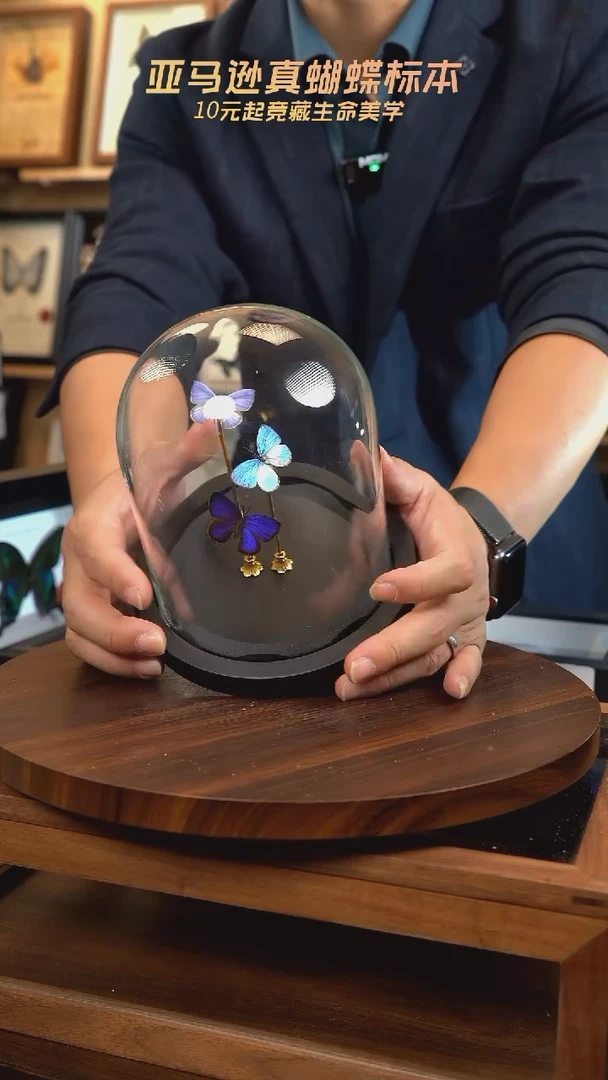 三只小灰蝶蝶组合玻璃罩