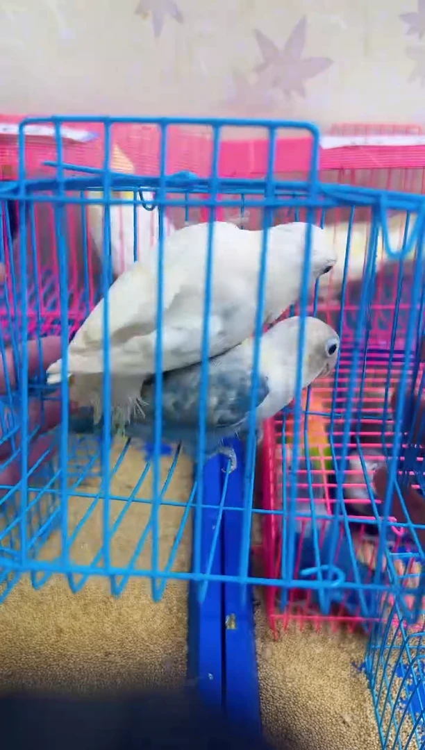 桃脸牡丹鹦鹉白玉加碧云天 瑕疵