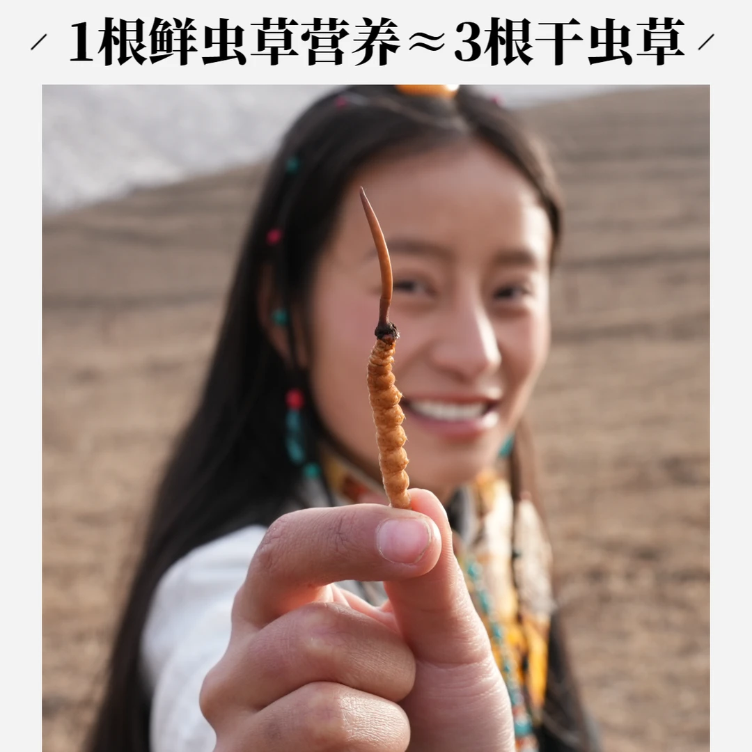 【拉姆专属】1.0-1.3克/根50根 2025新鲜冬虫夏草滋补品质送礼
