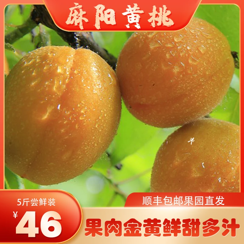麻阳高山黄桃农家自种天然甜脆爽口顺丰包邮