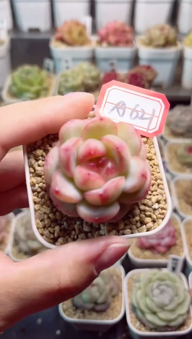 A621灵珠一物一拍