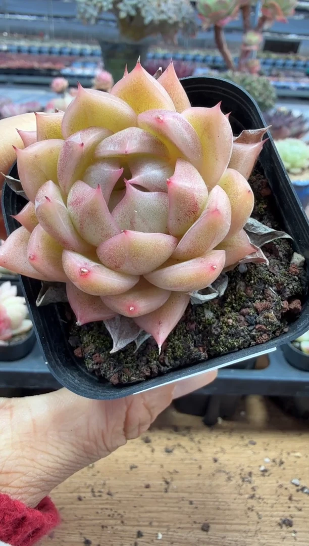 东云多肉园二店-263