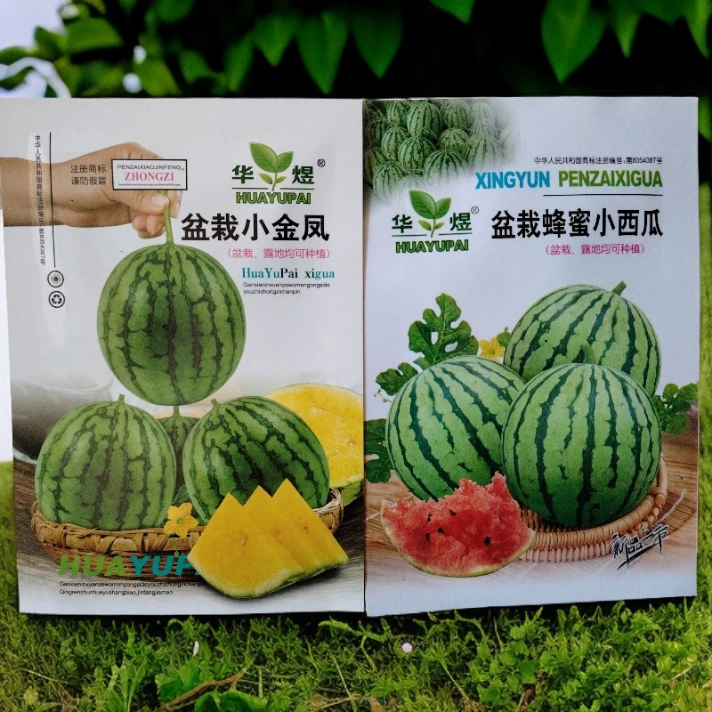 盆栽蜂蜜小西瓜种子20粒左右（沙瓤多汁）