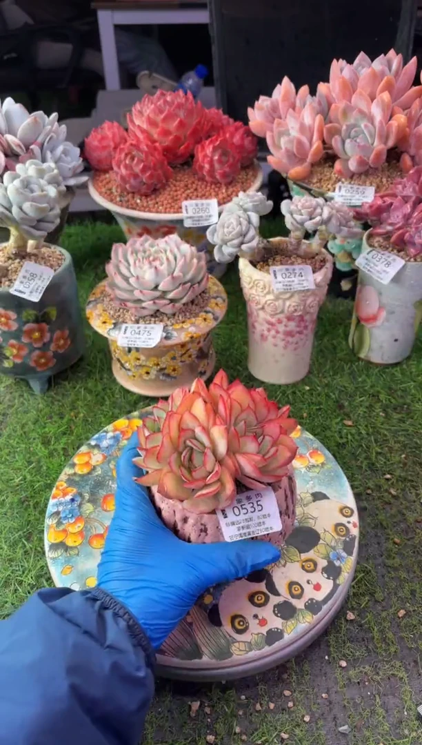 昆明印象多肉0535