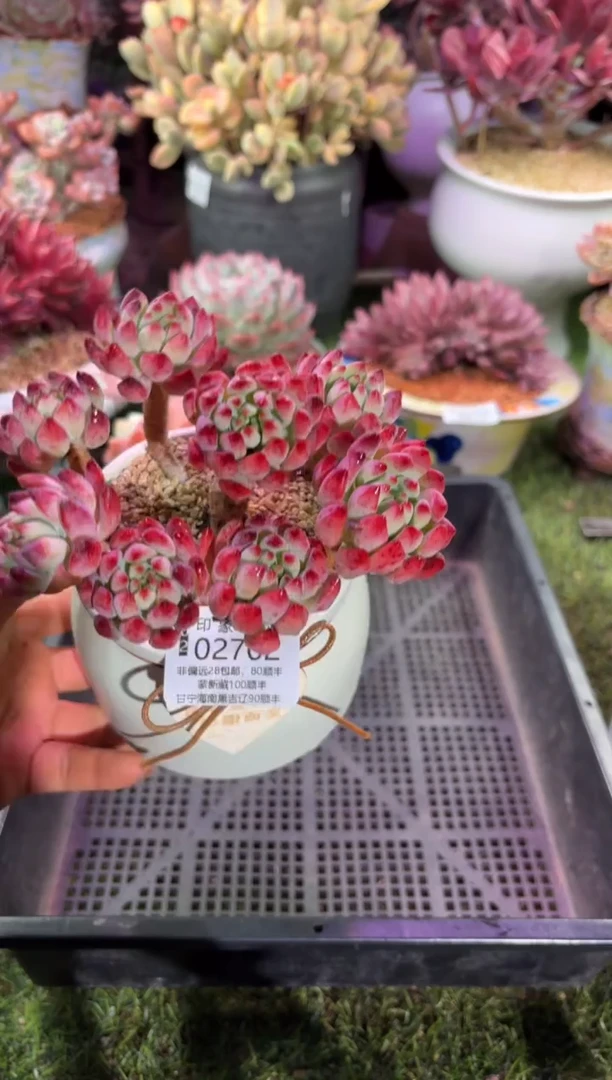 【闪购商品】02702