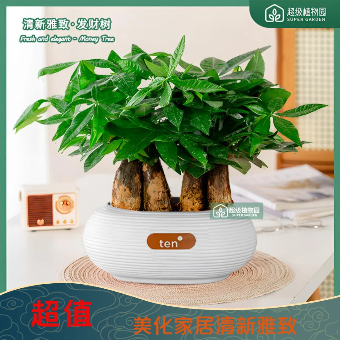 发财树绿植盆栽招财纳福植物室内书房客厅绿植净化空气四季常青
