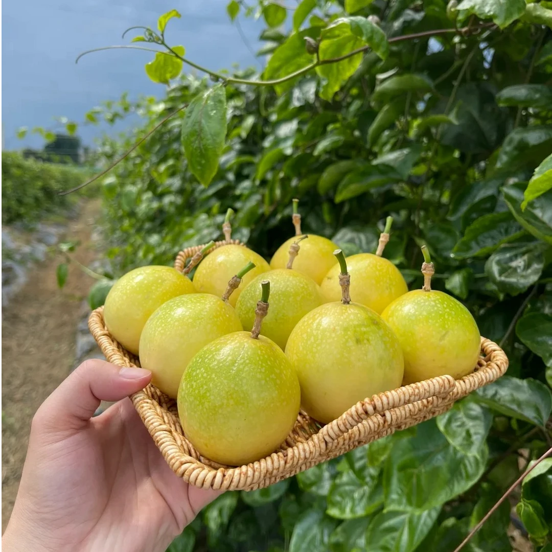 当季新鲜广西钦蜜九号百香果香甜多汁正宗水果包邮