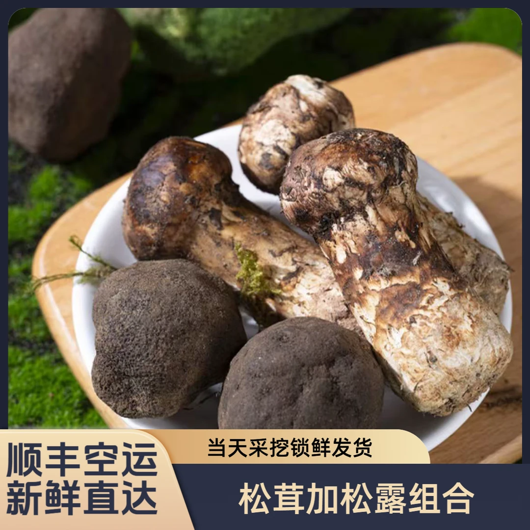 【松茸＋松露组合】云南新鲜松茸松露组合菌可煲汤炖鸡刺身冷链包邮