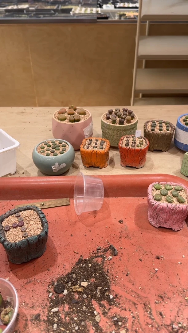 14-173多肉植物肉锥