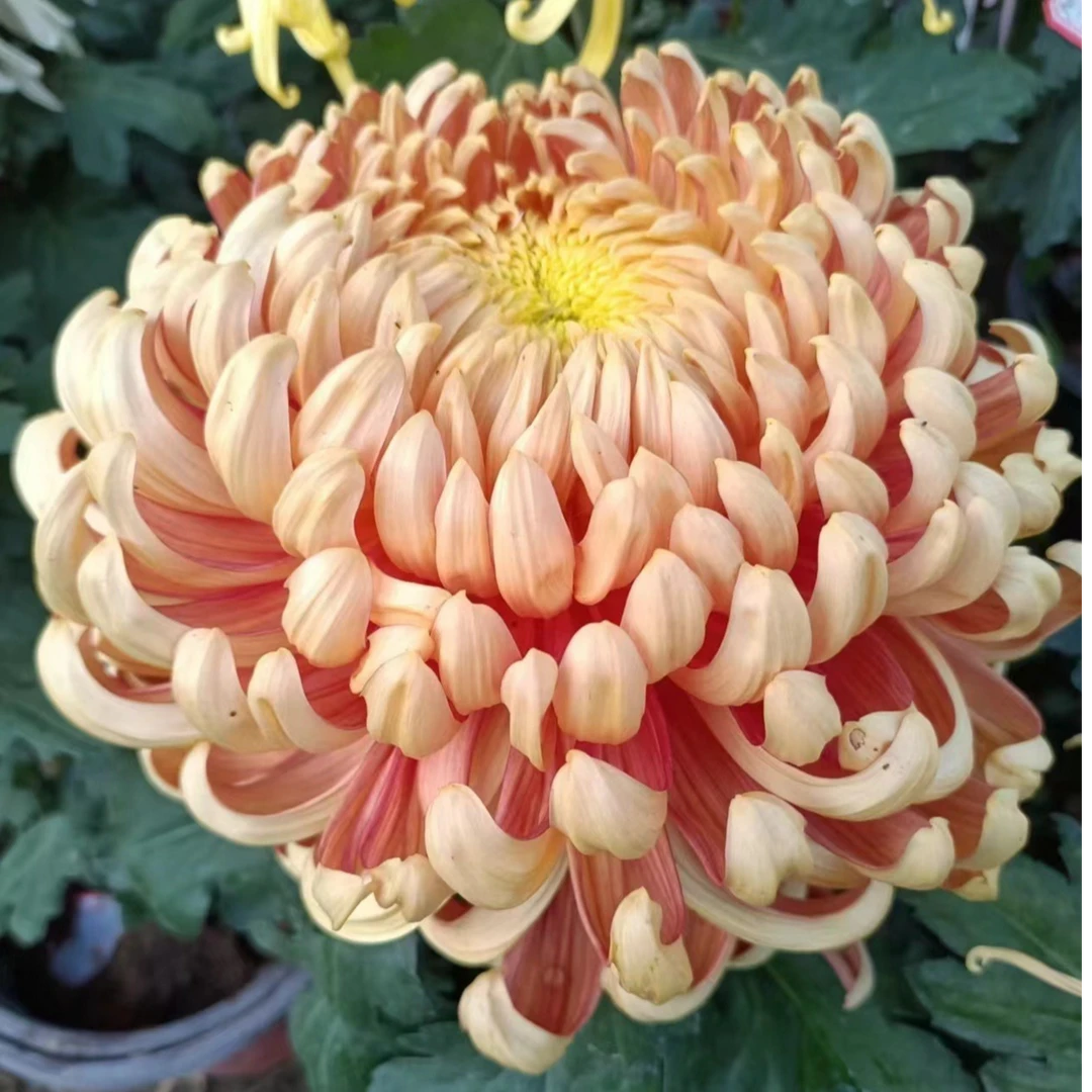 九月大菊（混色20颗品种）小苗带土发货不打标签