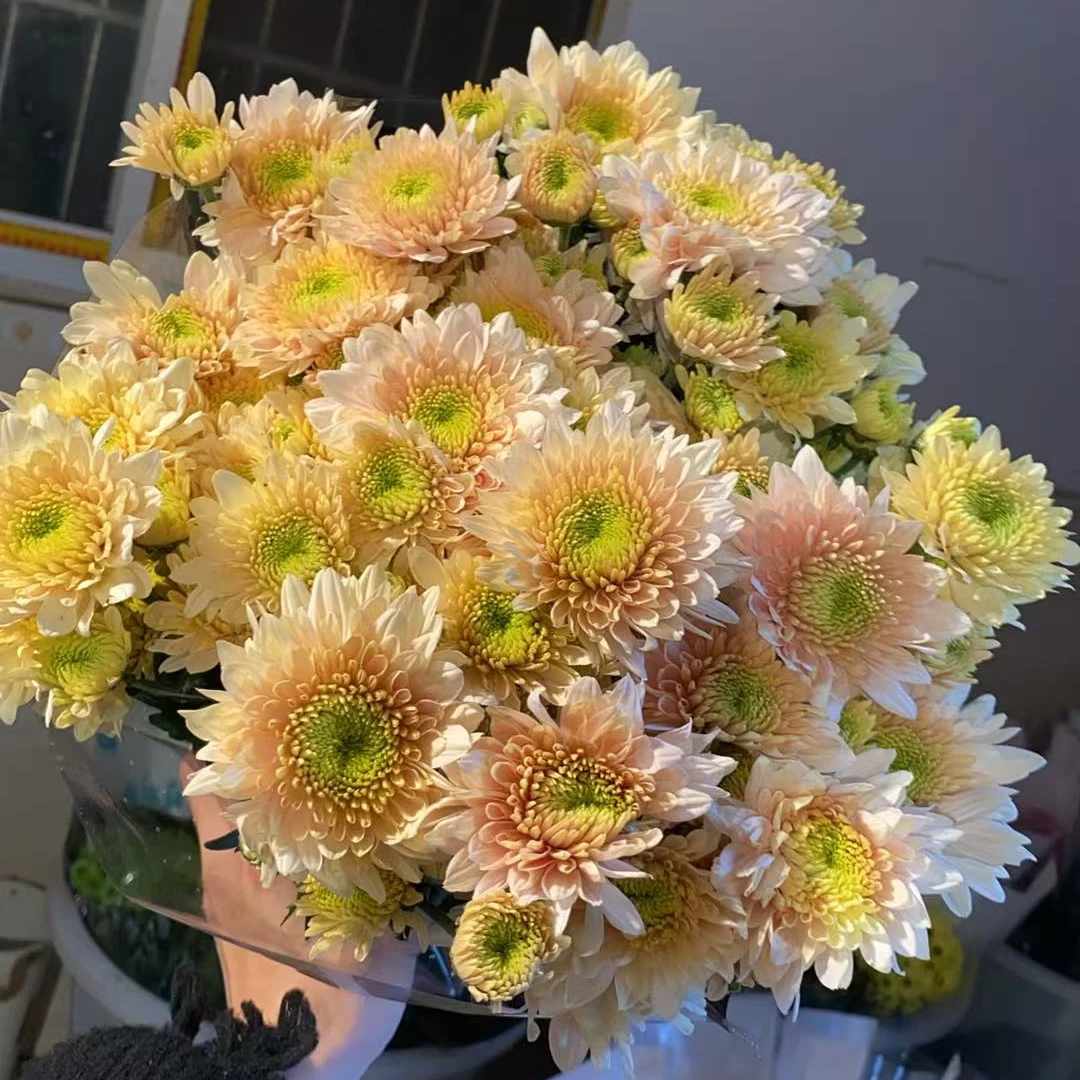 大琉璃【香草】小雏菊全店任意N单一个运费