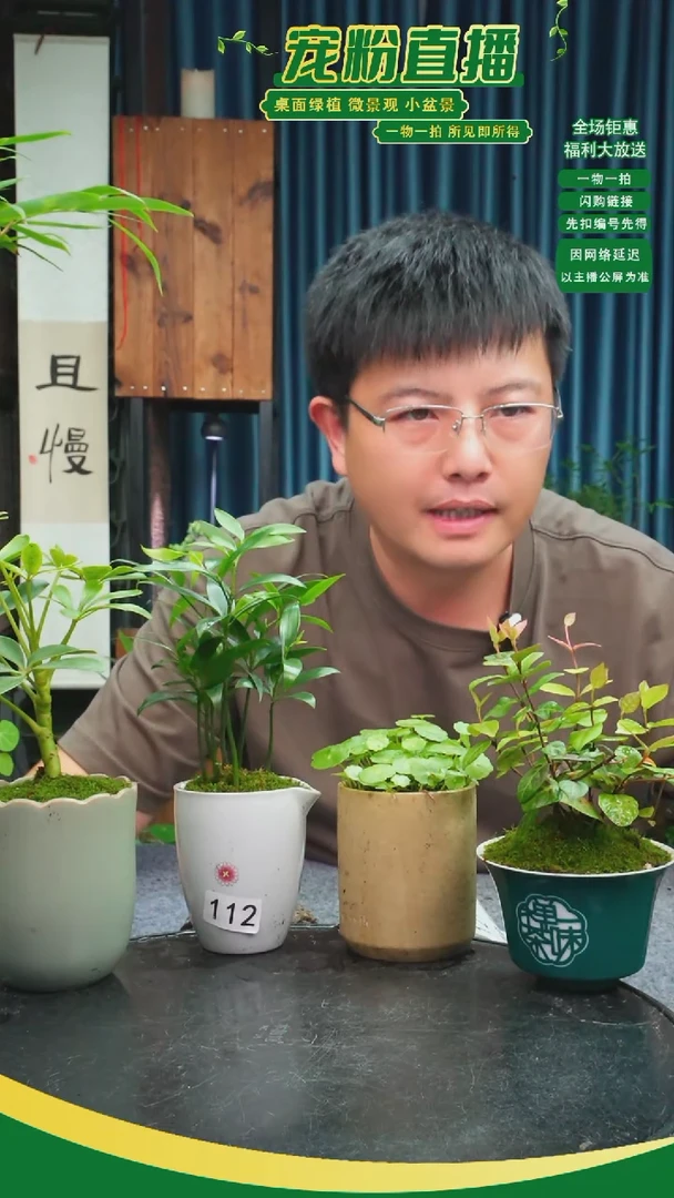 无花朵知***呵苔藓微景观112号
