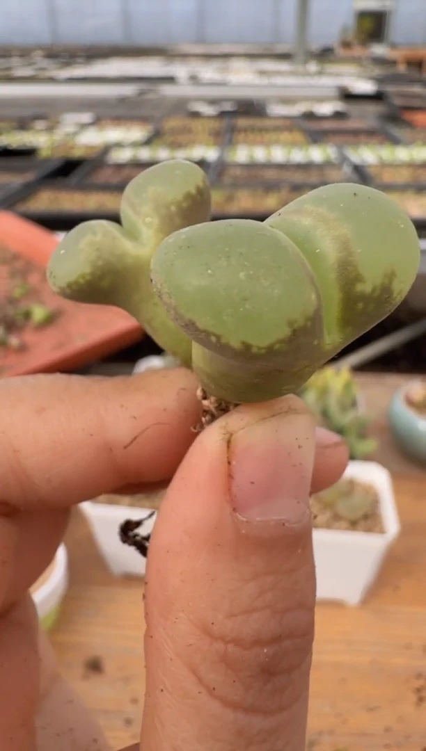 【闪购商品】9--25