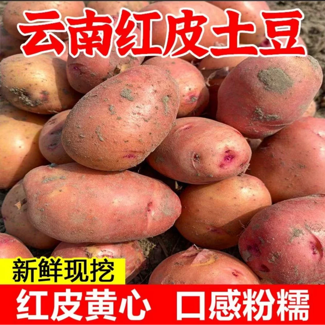 【高原红皮土豆】云南红皮黄心土豆农家自种新鲜蔬菜粉糯洋芋马铃薯