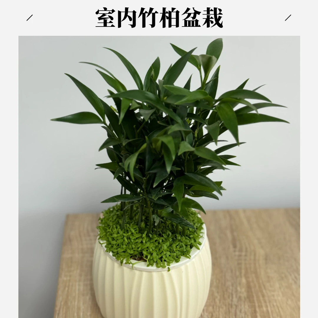 竹柏盆栽室内驱蚊净化空气四季常青好养耐阴绿植