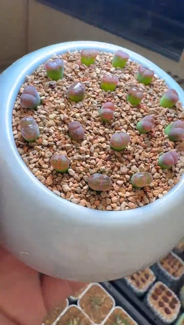 26-27多肉植物肉锥风铃一颗