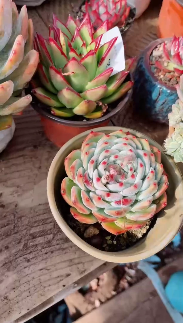 【闪购商品】22243