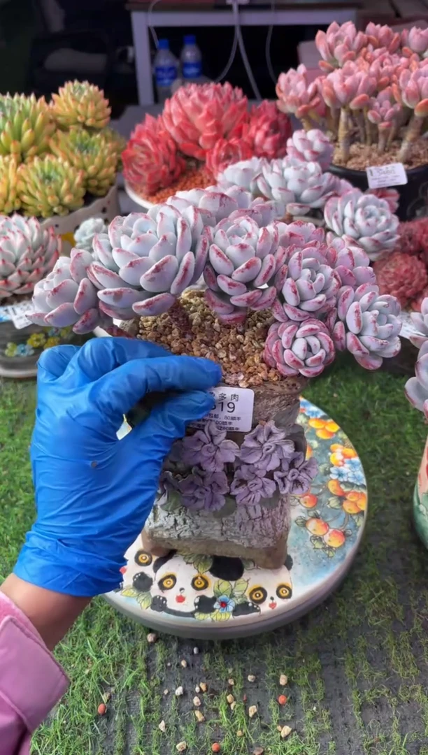 昆明印象多肉5519