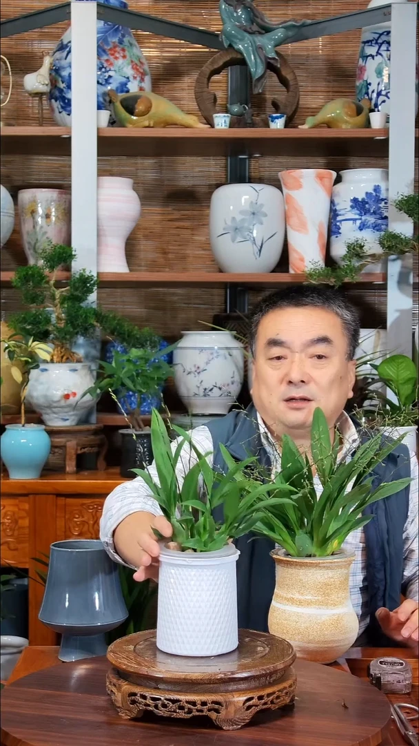 无花朵留****? 水之韵水培植物   梦香兰