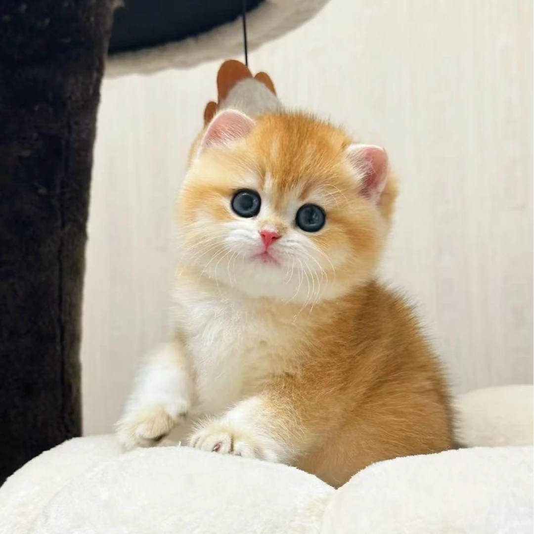 名猫优选猫咪宠物链接