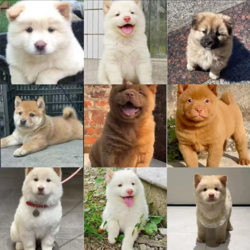 【阿烽宠物】田园犬白土松狗狗活体