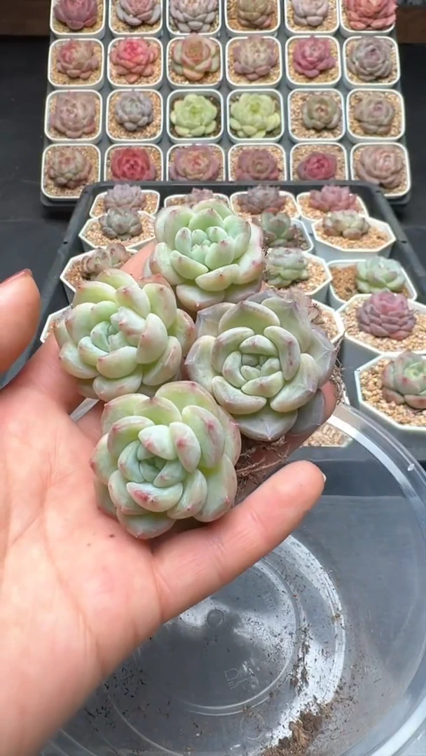 【闪购商品】683号 一物一拍 包邮 4颗