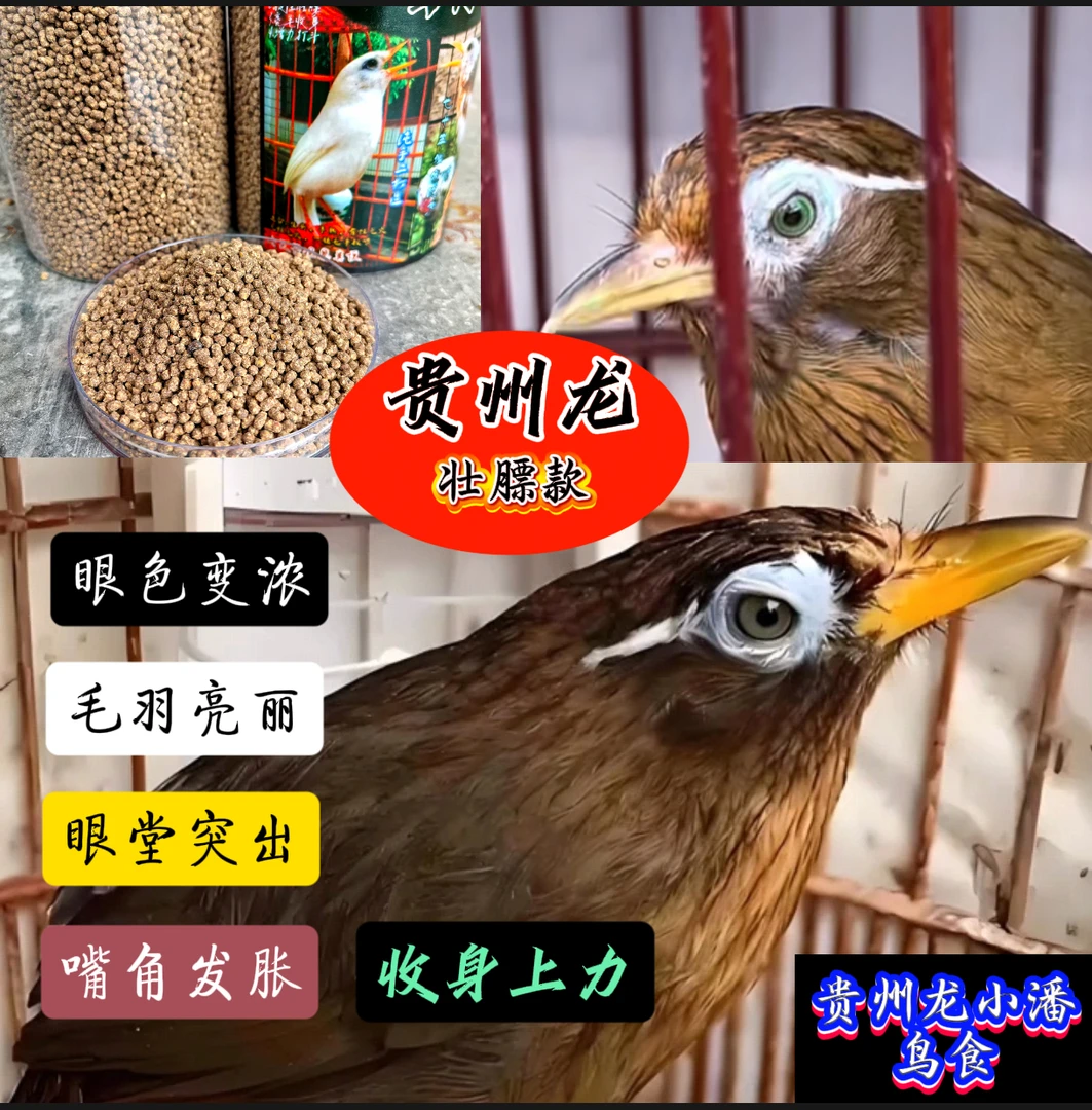 贵州龙小潘画眉鸟食88打口料，提性收身上力