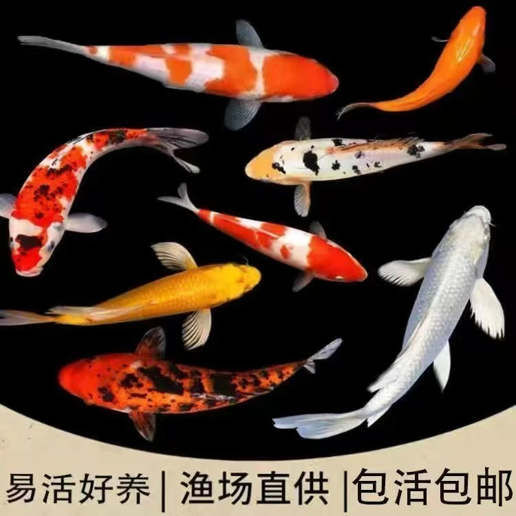 【蓝牌101-200】活体冷水观赏鱼锦鲤蝴蝶鲤渔场直发包邮